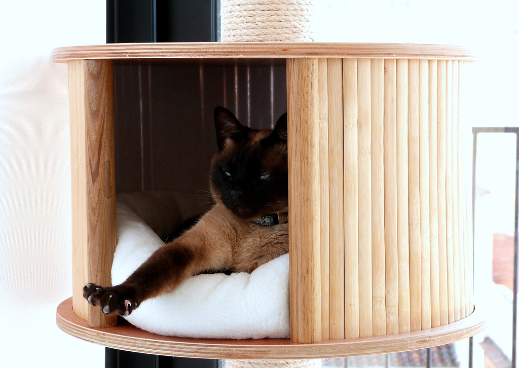 Cat Dances: Predicting Earthquakes